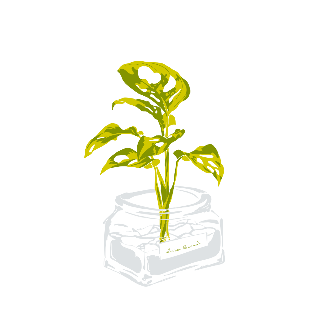 Monstera